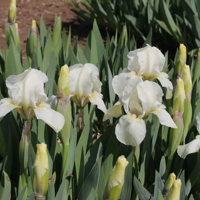 Dwarf Iris In Bloom