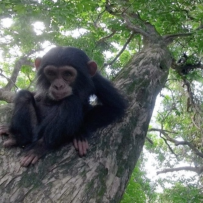 Young chimpanzee sitting on a tree branch and looking directly into the camera lens