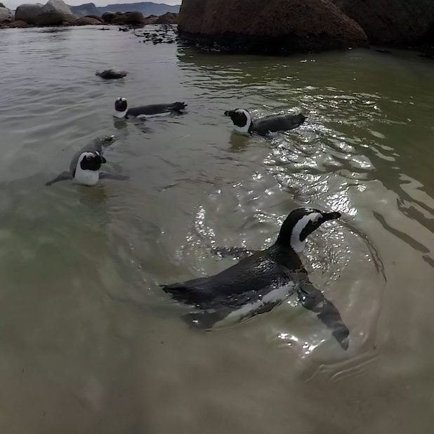 Group of five penguins swimming in a circle in the ocean