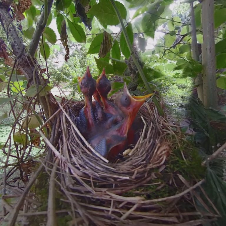 Photo of four baby birds in a nest. Their beaks are open and waiting to be fed