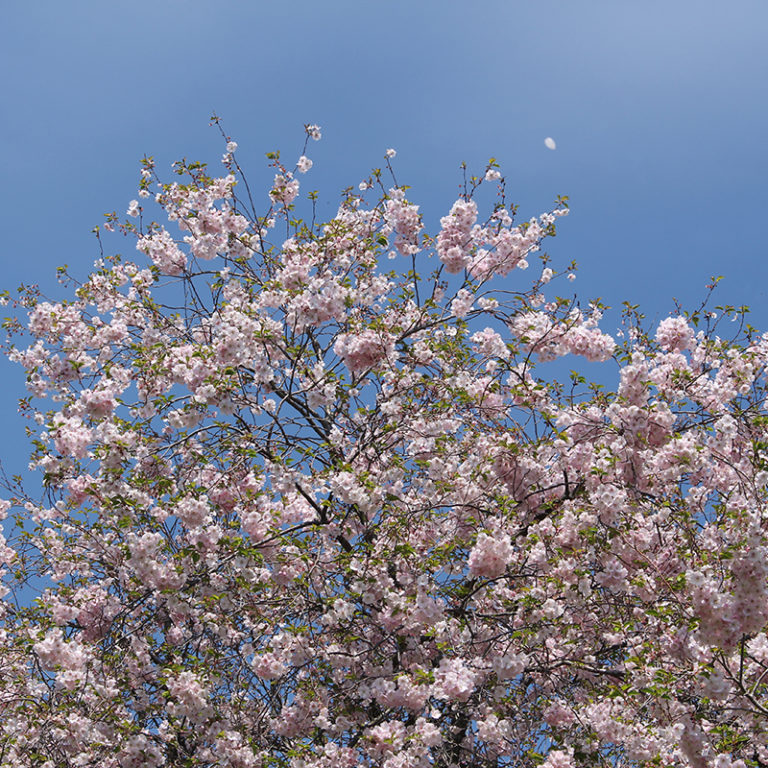 Flowering Cherry Blossoms Against Sky