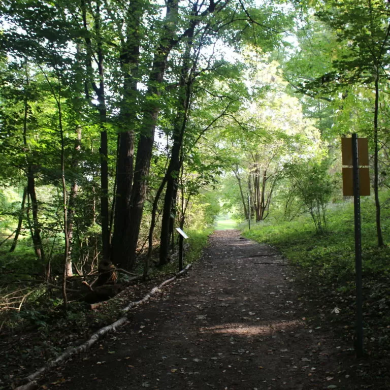Forested Hiking Trail In Summer