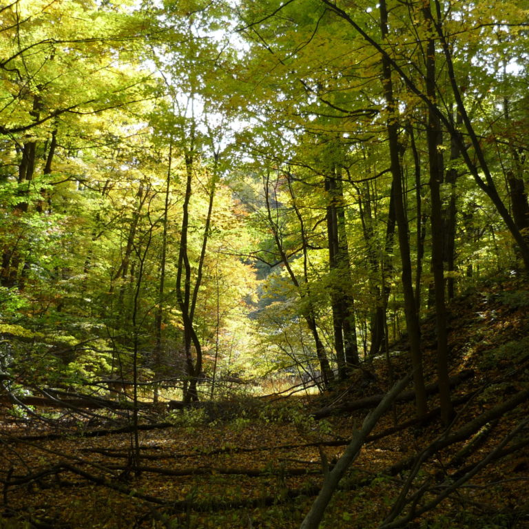 Forested Ravine in Fall