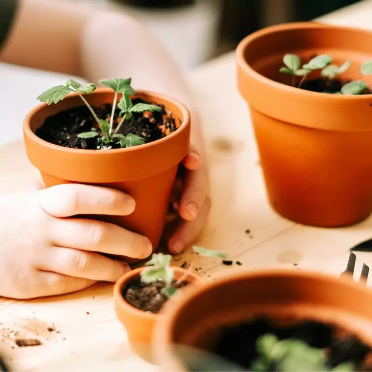 Hands holding small garden pots with seedlings