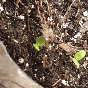 geum-triflorum-WS-sprouts-3 Geum triflorum / Prairie smoke just germinated. Note the unsprouted seeds on the surface