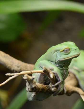 giant-monkey-frog-1920x1080 giant monkey frog sitting on a branch