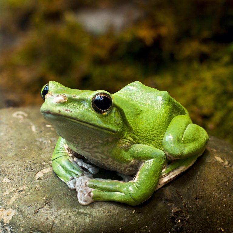 Chinese Gliding Frog