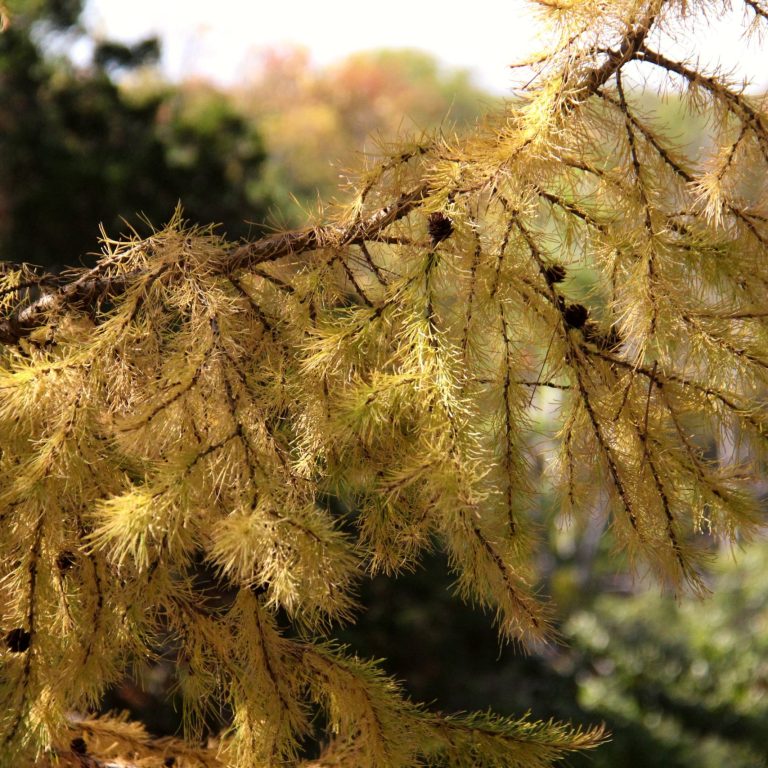 soft yellow needles of a larch tree