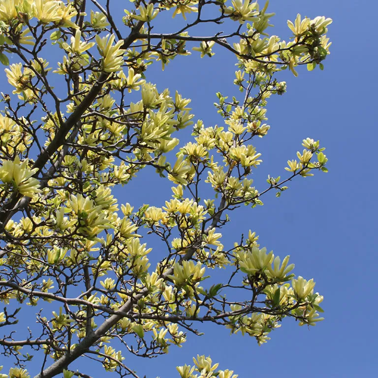Green Cucumber Magnolia Flowers Against Sky