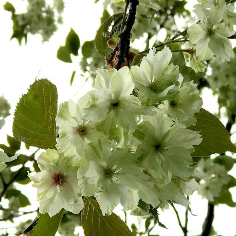 Green Flowering Cherry Blossoms