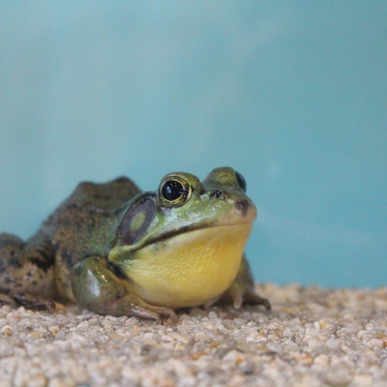Green frog sitting in an enclosure with a blue background and light coloured rocks