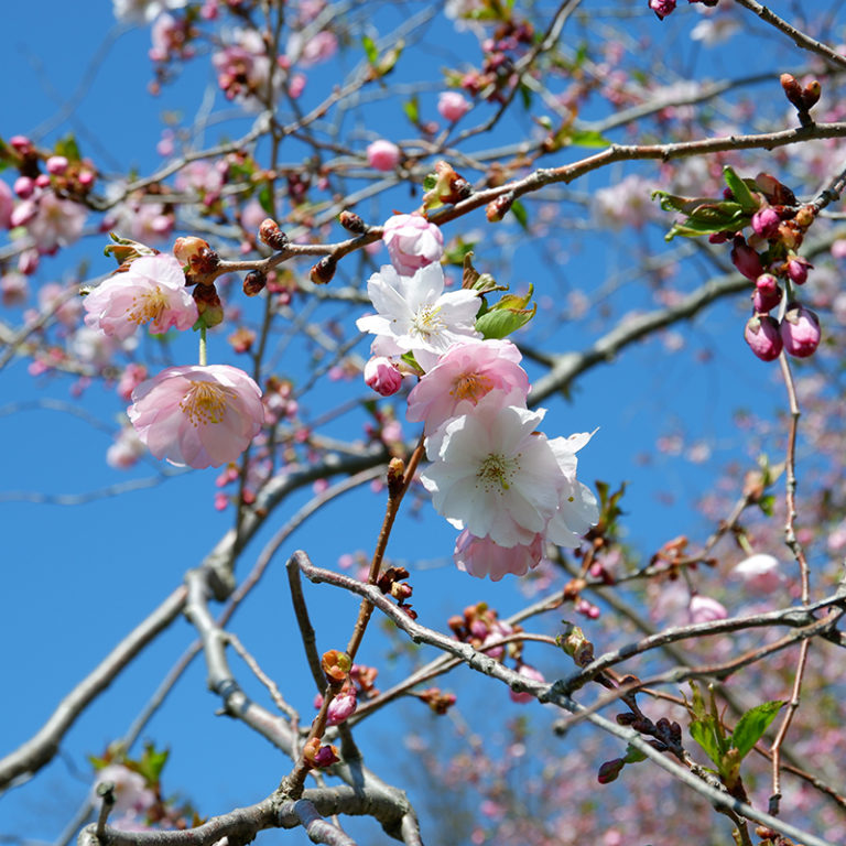 Grouping Of Flowering Cherry Blossoms On Branches