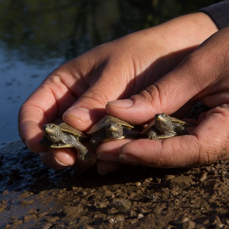 hands holding three baby turtles ready to release