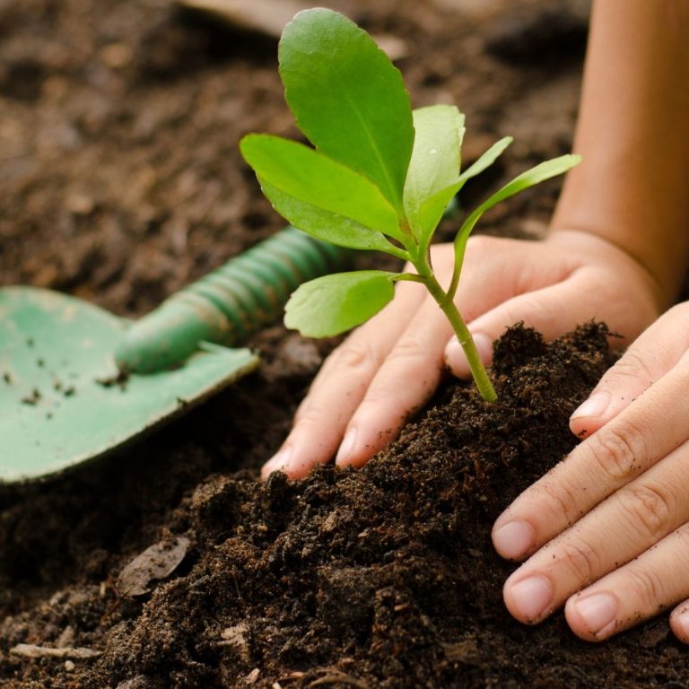 hands planting seedling in dirt