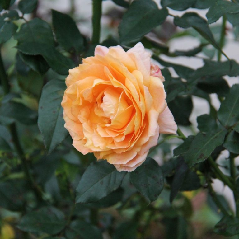 soft orange rose