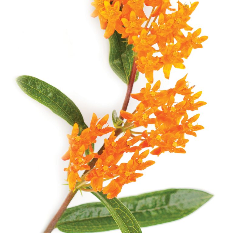 Sprig of Butterfly weed laying flat on a white background. Bunches of small orange flowers with four pea pod shaped green leaves.