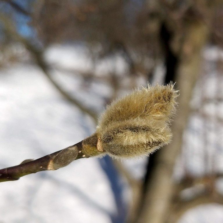 Magnolia Bud in winter