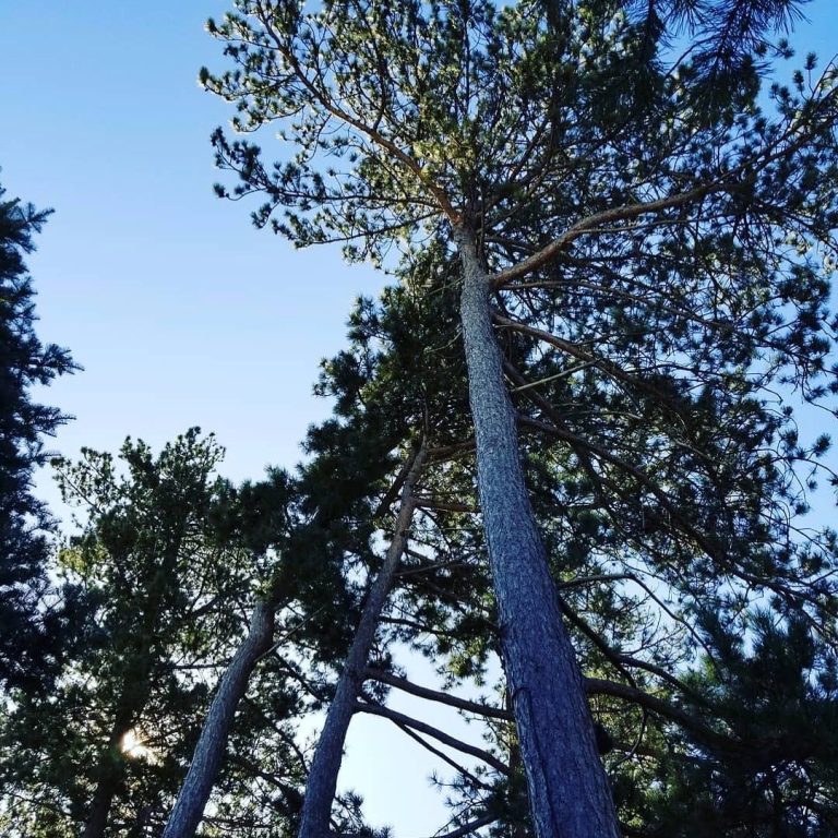tall towering coniferous trees