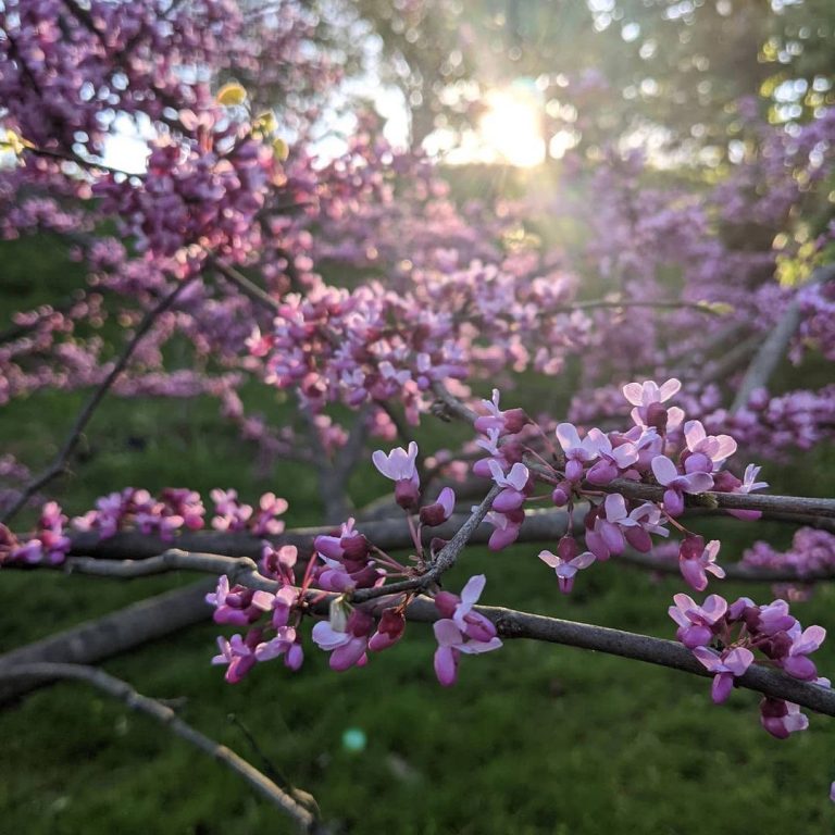 Purple Eastern redbud florets blooming in soft sunrise light