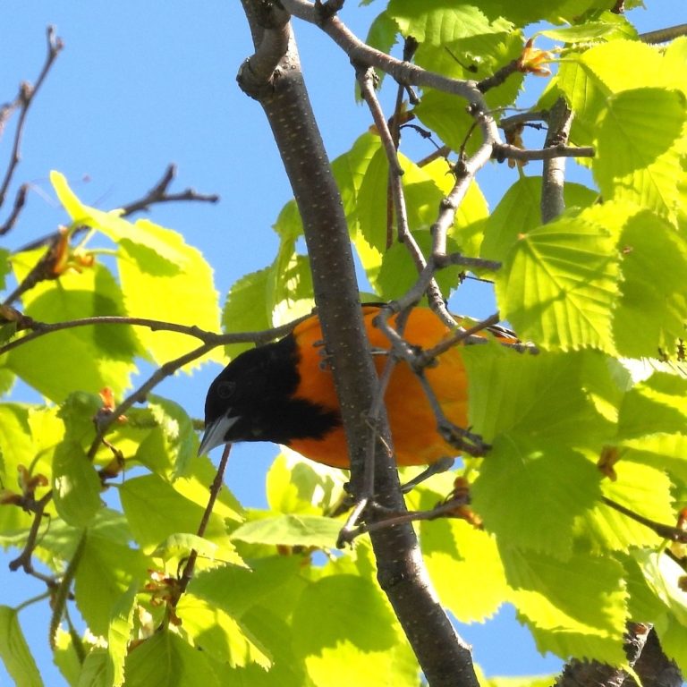 Baltimore Oriole perched high in a tree branch