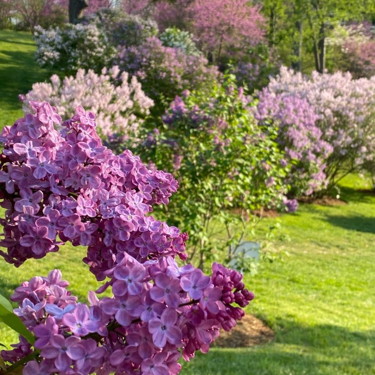 Lilac Dell in full bloom with a bright pink lilac bloom in focus in the foreground