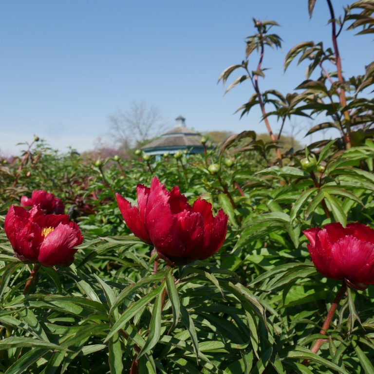 Hot pink flowering tree peonies in the foreground. The top of the blue gazebo can be seen in the far distance.