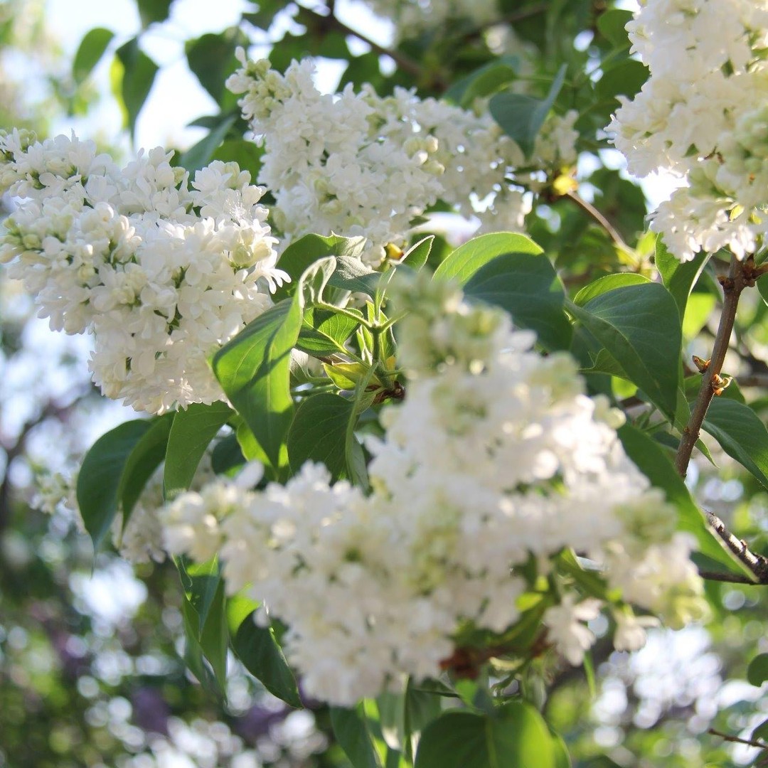 Lilacs And Living Collections - Royal Botanical Gardens