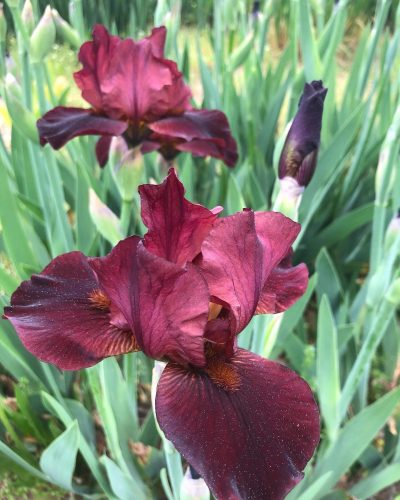 Iris Laking Garden Maroon Iris in bloom