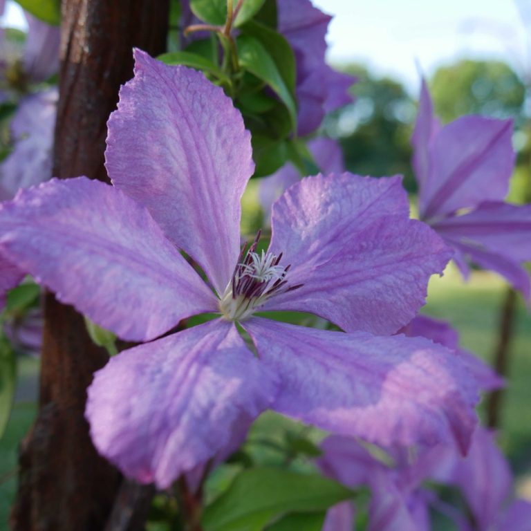 close up of a light purple clematis