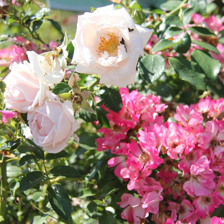 pink and white shrub roses