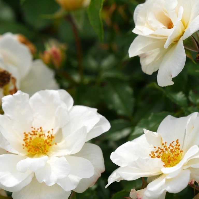 white shrub roses