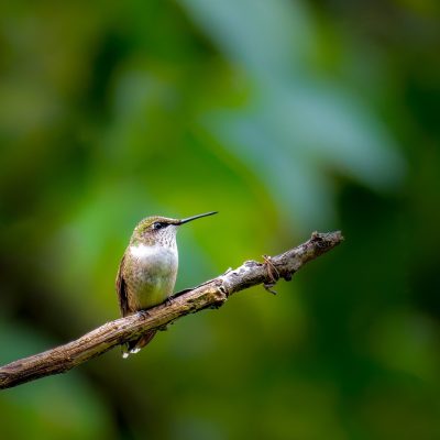 Ruby-throated Hummingbird, Photo by Matthew Tiegs Ruby-throated Hummingbird sitting on a tree branch