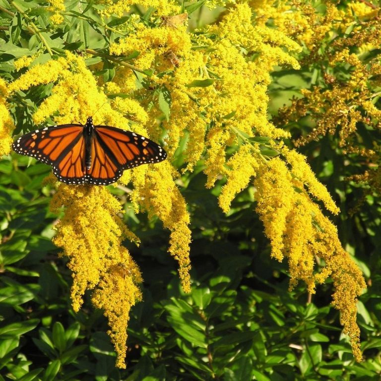 Monarch Butterfly on goldenrod