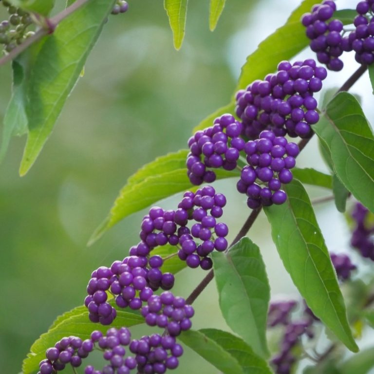 purple jewel tone clusters of berries along a thin tree branch