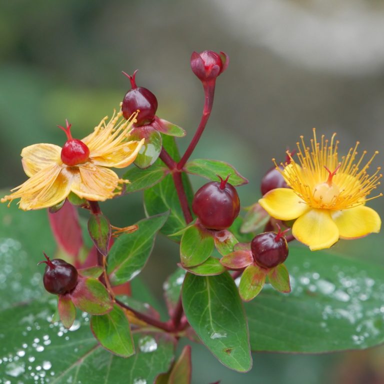 cupped golden flowers and bears red berry-like fruit