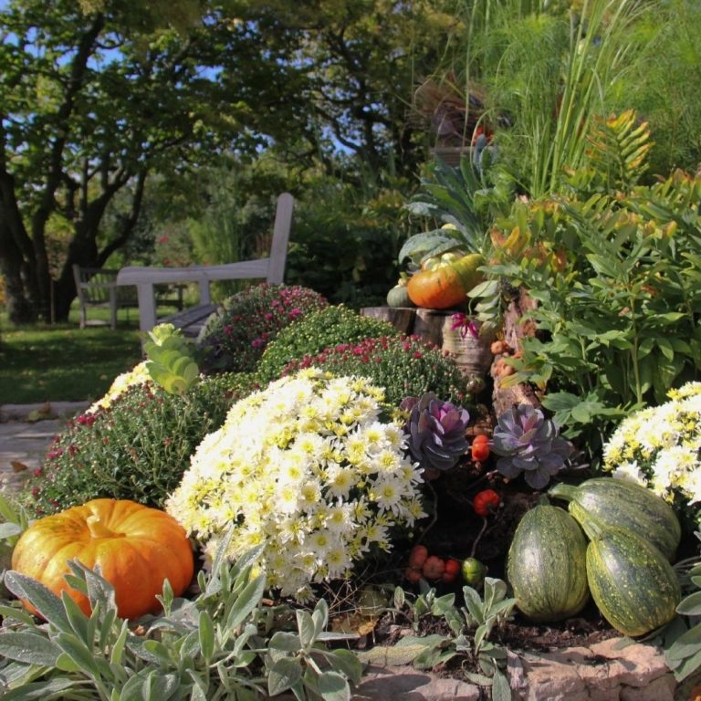 white mums, ornamental kale and cabbages, and multicoloured pumpkins