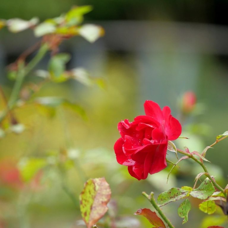 single red shrub rose