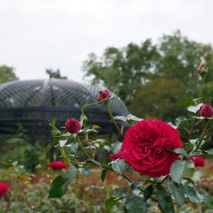 Rosa ‘KORelamba’ sold as BORDEAUX Deep red roses