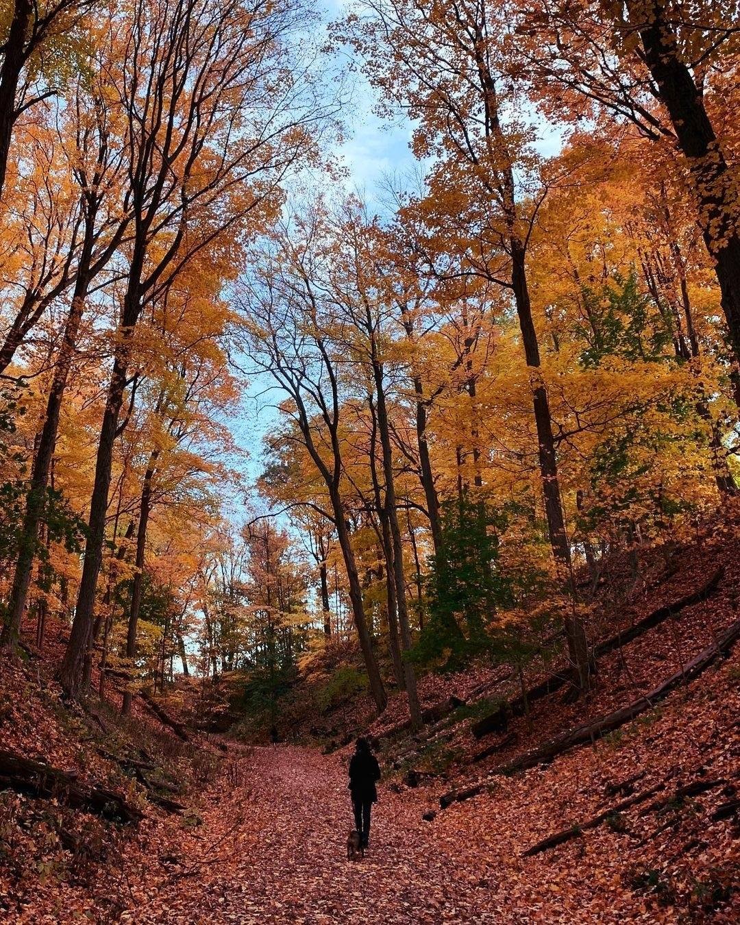 fall view of the ravine road trail with tall trees with orange leaves