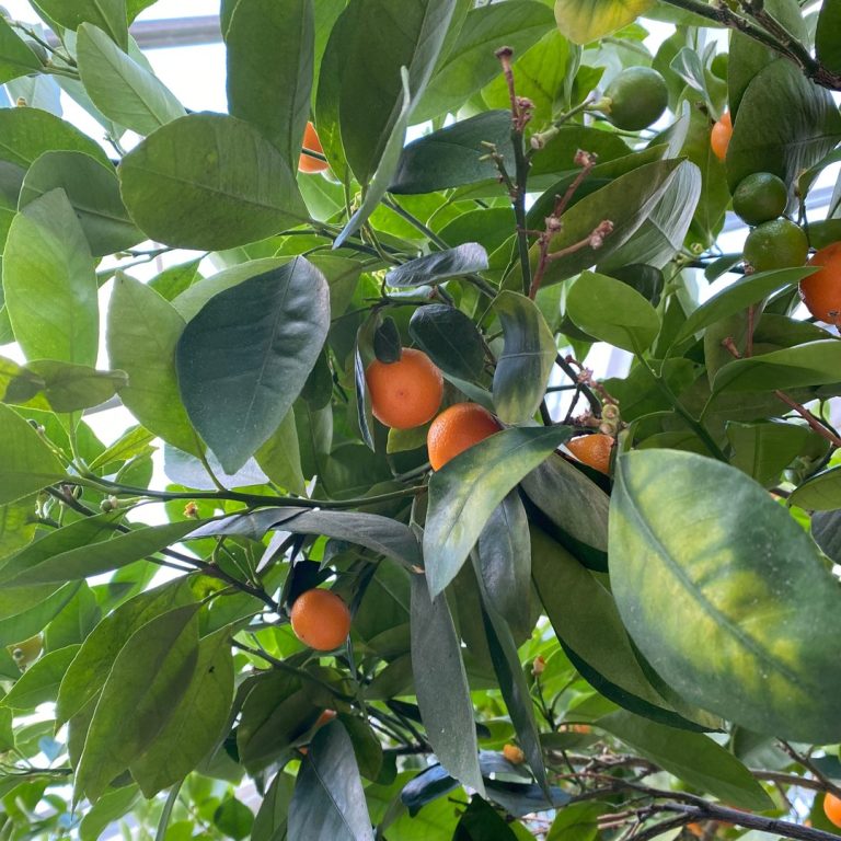 Small oranges in a citrus tree