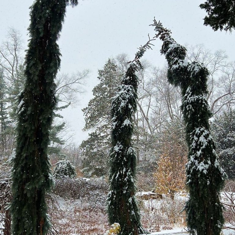Tall, thin conifers covered with snow at the rock garden
