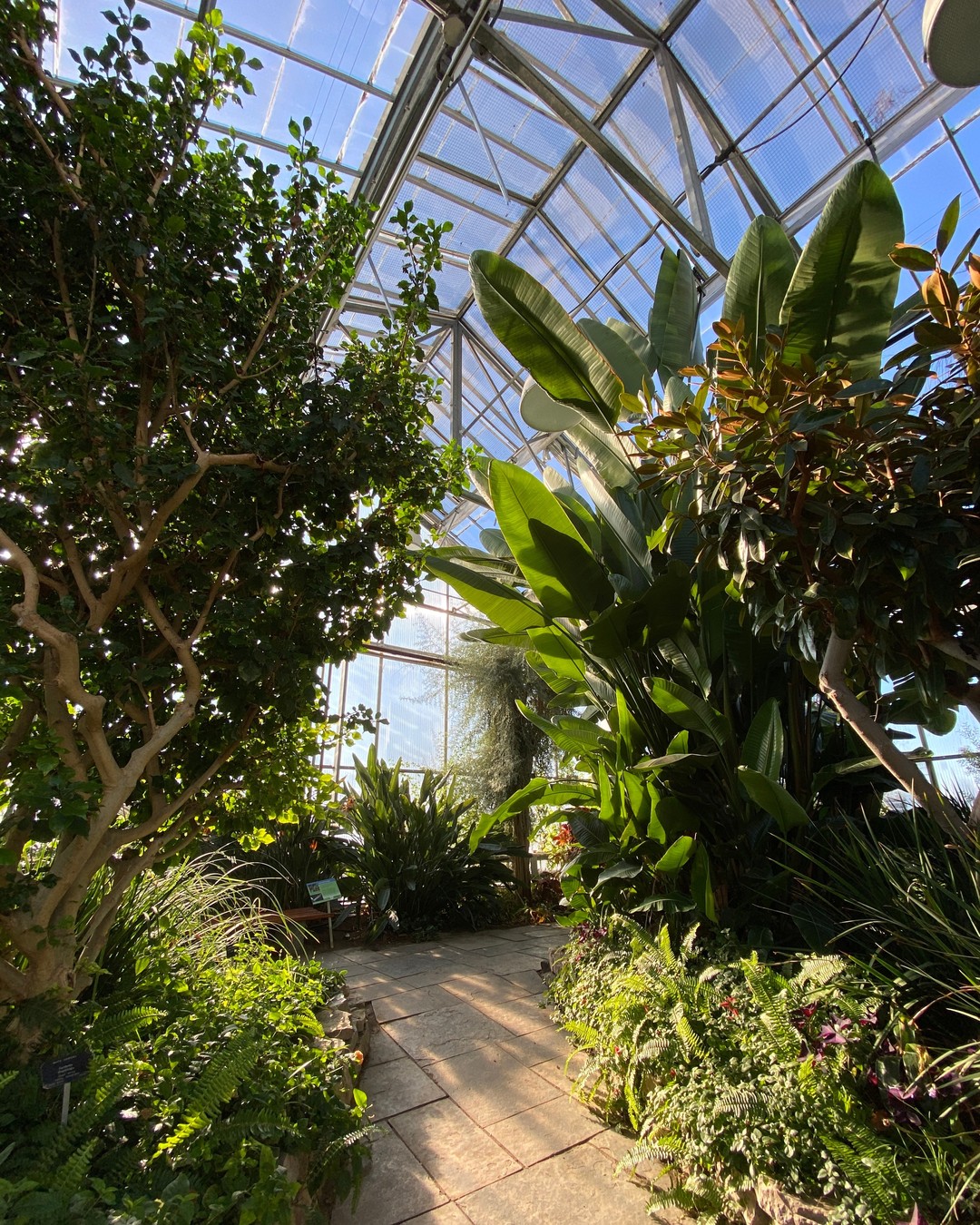 Tall banana leaf tree and other lush foliage of the mediterranean garden shining in the sunlight