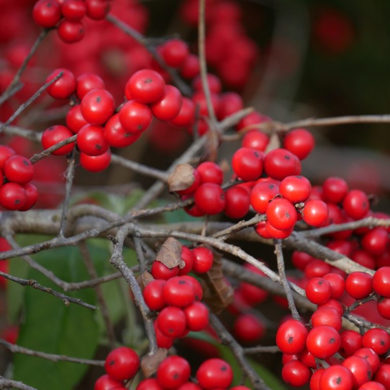 close up of red berries on a bare branch