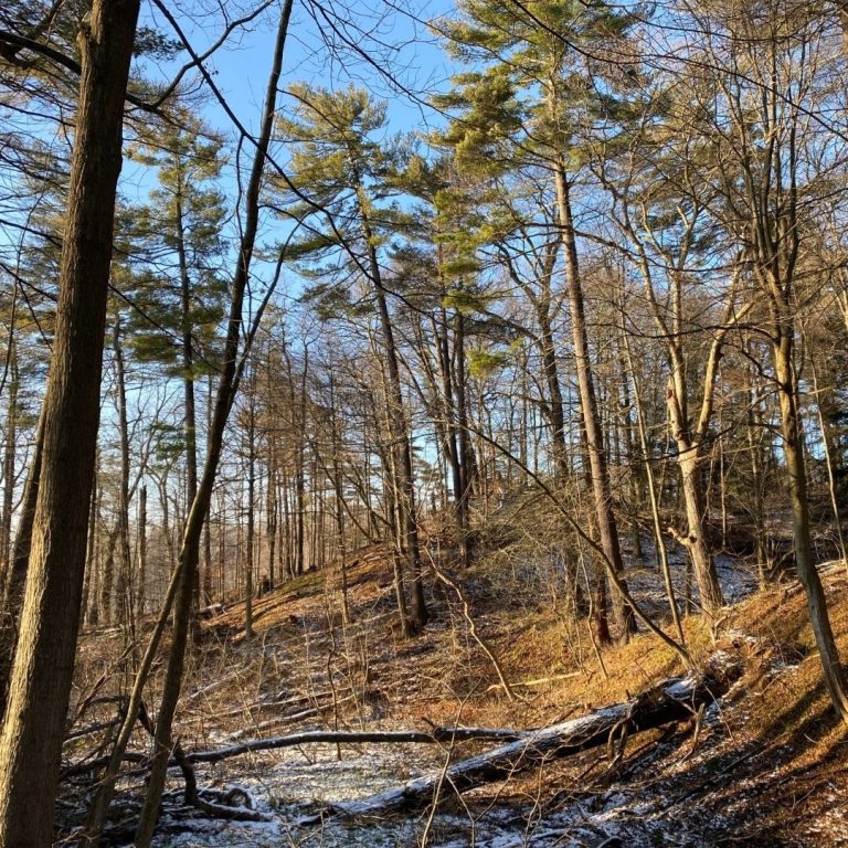 snow lightly dusts the ground of the forest at the Arboretum