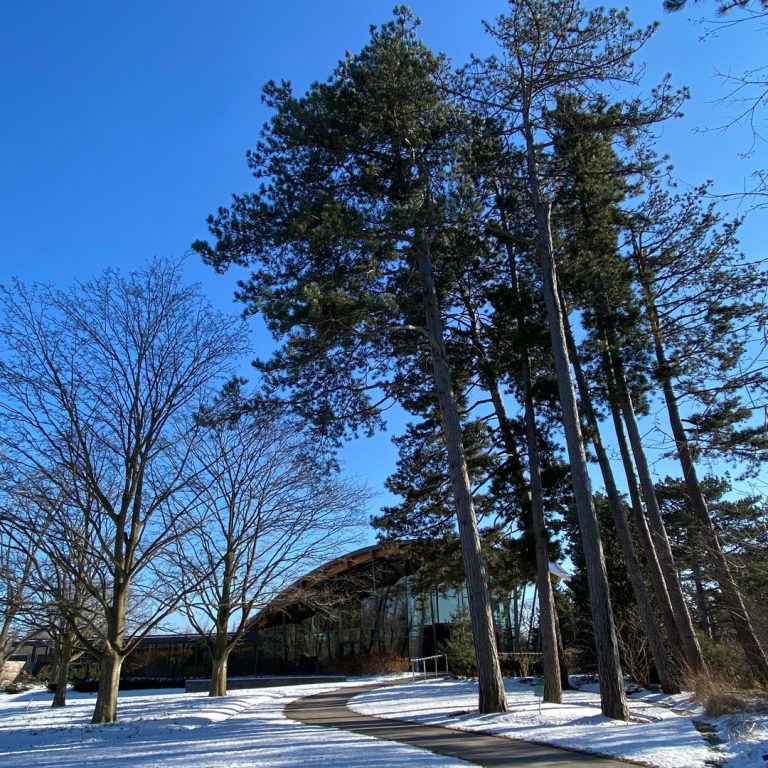 Tall towering pine trees along a paved pathway in front of the Visitor Centre at Rock Garden