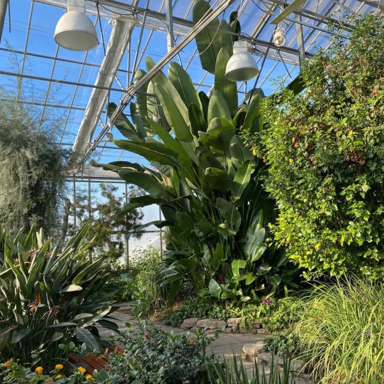 Sunny Mediterranean Garden with lush foliage