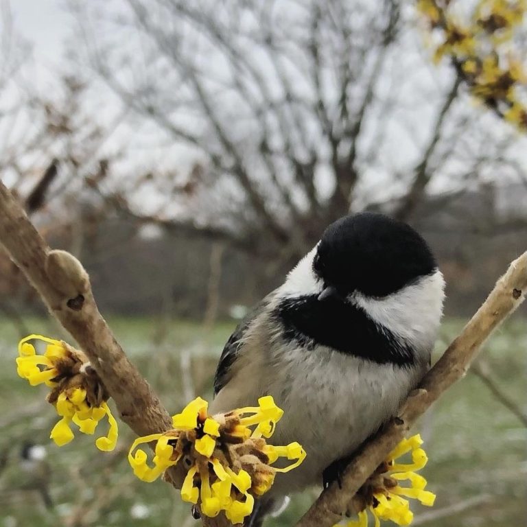 Small chickadee sitting on a small branch of yellow witch hazel