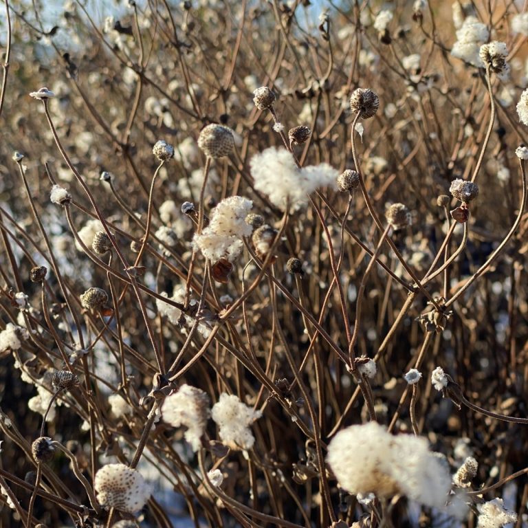 white fluffy spent seed heads of a japanese anemone plant