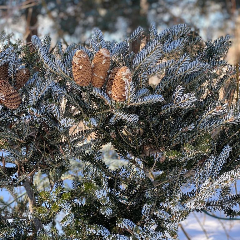 Fir tree with two-toned needles with a silver underside. A cluster of small cones grow at the centre
