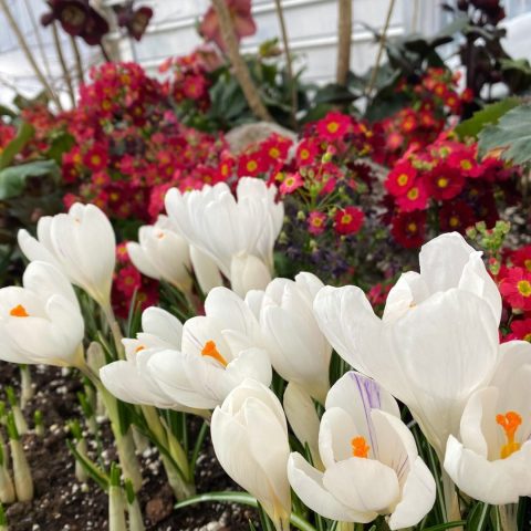 white crocus and pink primrose in a breezeway displa